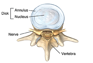 Top view of normal lumbar vertebra and disk.