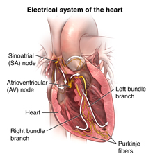 Front view of heart showing electrical system.