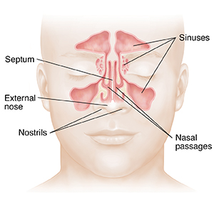 Front view of face showing nose, nasal passages, and sinuses.
