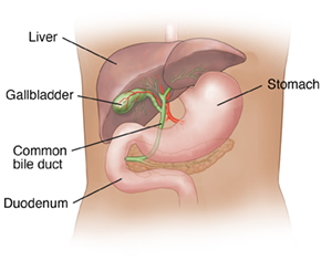 Front view of the liver, gallbladder, and duodenum.