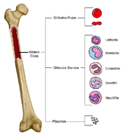 Anatomía de un hueso que muestra células sanguíneas