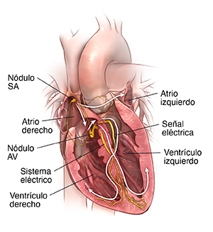 Corte transversal de vista frontal del corazón donde se observa un sistema de conducción normal.