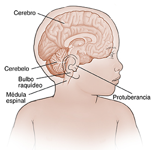Imagen frontal de un niño con la cabeza girada, donde se muestra un corte transversal del cerebro.
