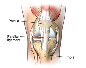 Front view of knee joint showing patellar ligament.