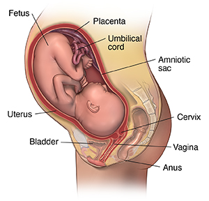 Side view cross section of woman's pelvis with fetus in uterus.
