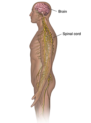 Side view of male figure showing brain and nervous system.