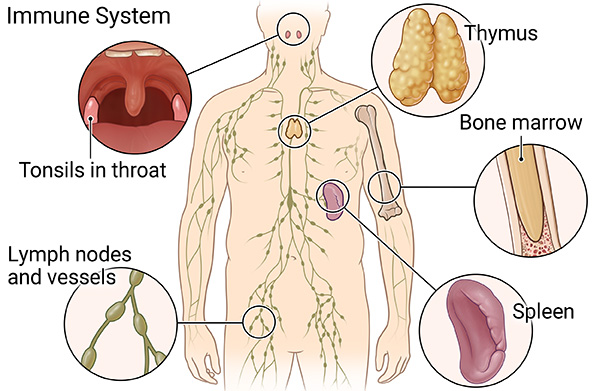 Illustration of the immune system.