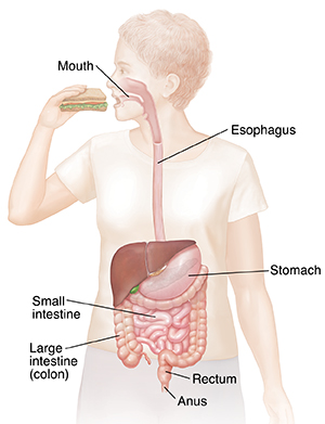 Front view of woman eating sandwich, showing digestive system. 