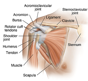 Front view of shoulder joint showing ligaments, muscles and tendons.