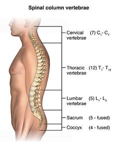 Side view of man showing spinal column.