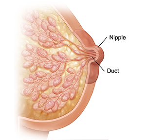 Cross section of breast showing nipple and ducts.