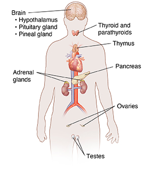 Front view of body outline showing major organs of endocrine system.